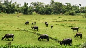 Klimatet i Bangladesh